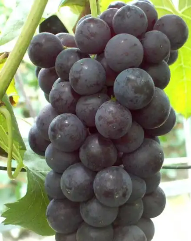 2024年最脏的水果排名(图2) 2024年最脏的水果排名(图2)